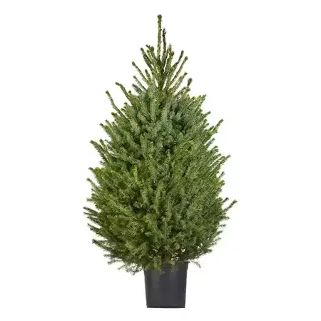 Kerstboom Picea omorika 100-125 cm in pot