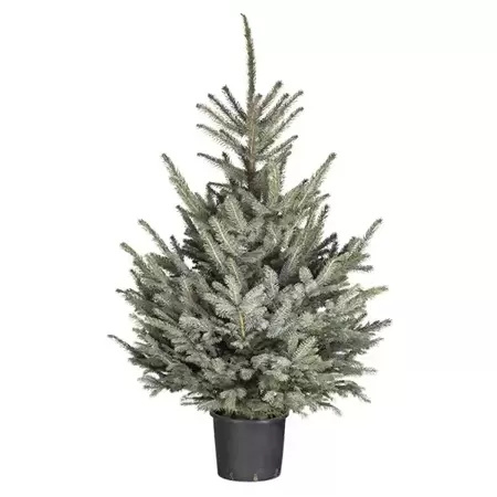 Kerstboom Picea pungens 'Glauca' 125-150 cm in pot