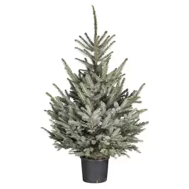 Kerstboom Picea pungens 'Glauca' 125-150 cm in pot