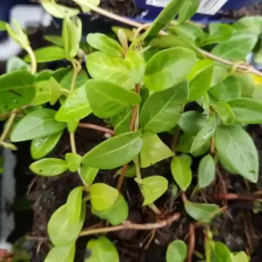 Kleine Maagdenpalm Atropurpurea 5 cm