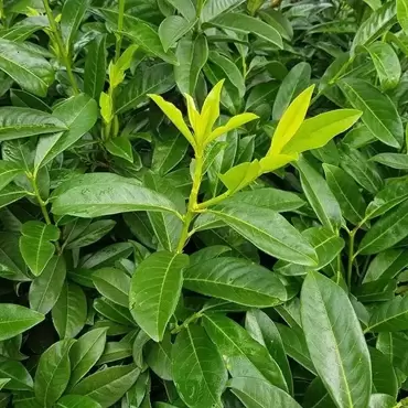Laurierkers Genolia 60-80 cm c5 - afbeelding 4