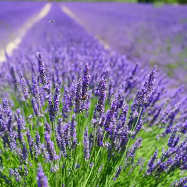 Lavendel
