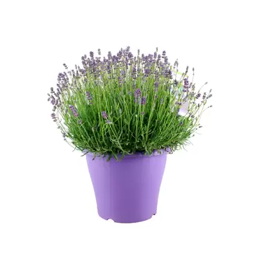 Lavendel (angustifolia) ø23 cm