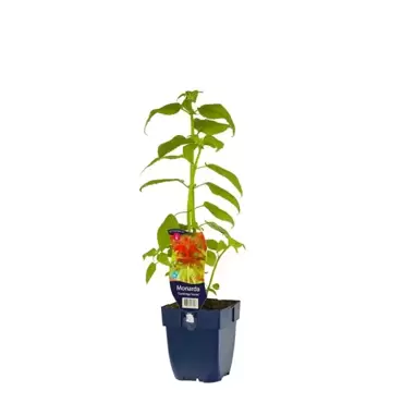 Monarda 'Cambridge Scarlet' - Bergamotplant