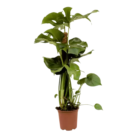 Monstera deliciosa - Gatenplant h80cm pot 19cm