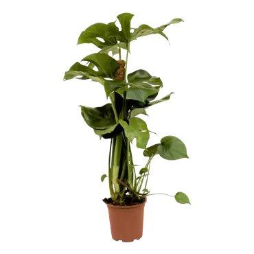 Monstera deliciosa - Gatenplant h80cm pot 19cm