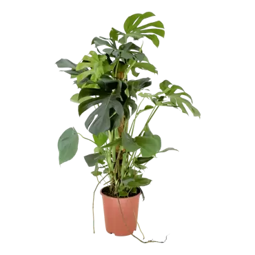 Monstera deliciosa - Gatenplant h80cm pot 19cm - afbeelding 1