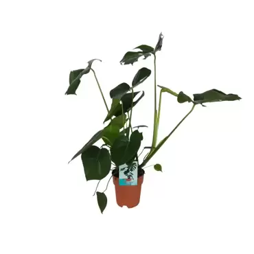 Monstera deliciosa - Gatenplant h80cm pot 19cm - afbeelding 2