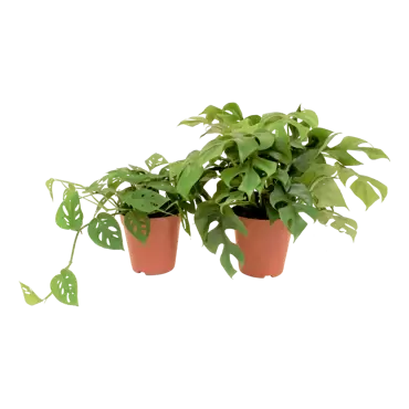 Monstera - Gatenplant h40cm pot 15cm