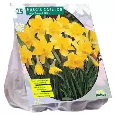 Narcis Carlton Per 25