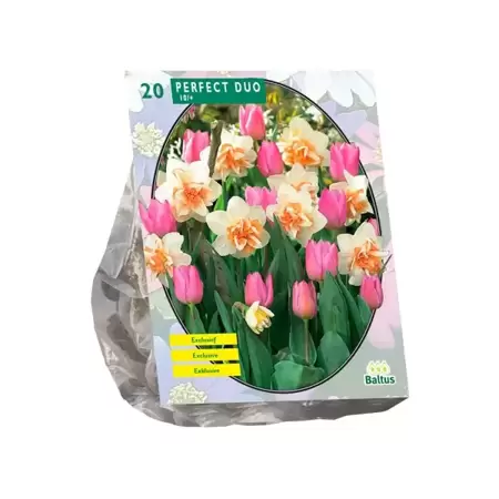 Perfect Duo Narcissus+Tulipa per 20