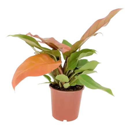 Philodendron 'Prince of Orange' h40cm pot 17cm