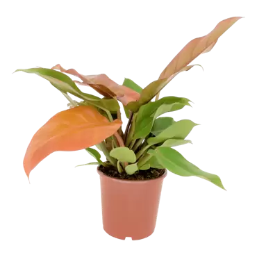Philodendron 'Prince of Orange' h40cm pot 17cm
