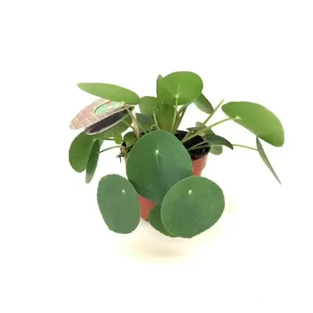 Pilea peperomioides Pannekoekenplant h20cm potmaat 12cm