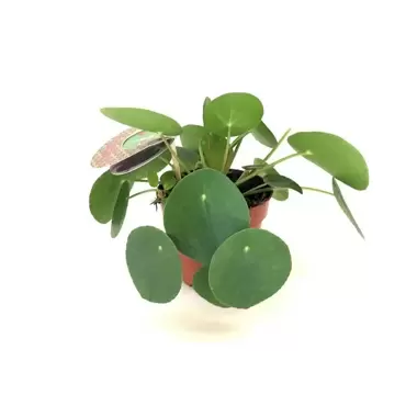 Pilea peperomioides Pannekoekenplant h20cm potmaat 12cm