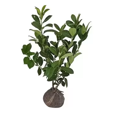 Laurierkers Rotundifolia 80-100 cm kluit - afbeelding 3