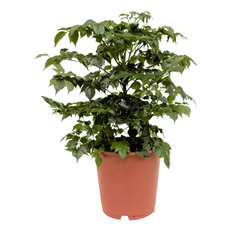 Radermachera sinica - China-doll-plant h70cm pot 24cm