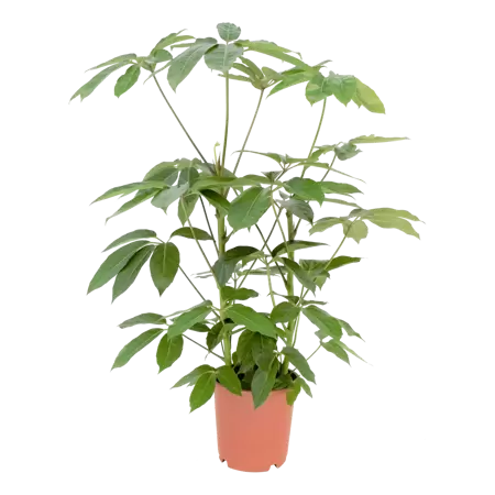 Schefflera actinophylla 'Amate' - Vingersplant h90cm pot 24cm