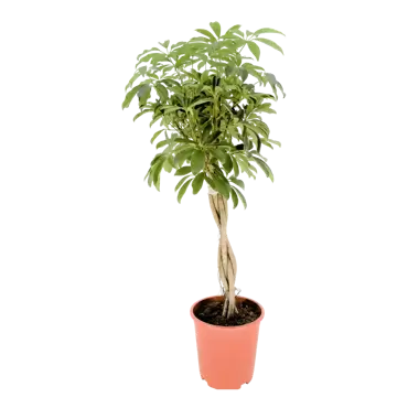 Schefflera arboricola 'Compacta' - Vingersplant h120cm pot 27cm