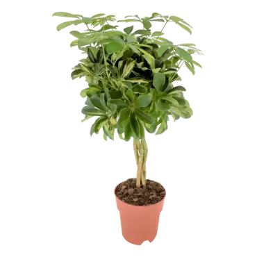 Schefflera arboricola 'Gold Capella' - Vingersplant h70cm pot 19cm