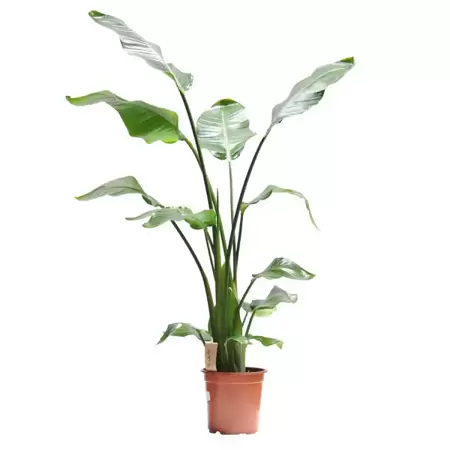 Strelitzia nicolai - Paradijsvogelplant h55cm pot 17cm