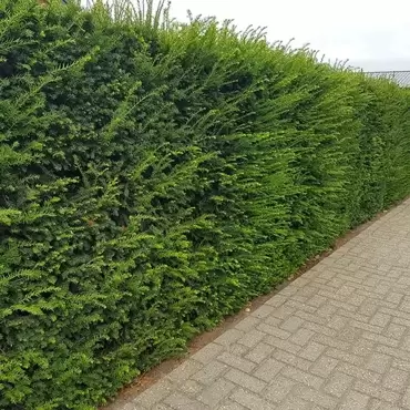 Venijnboom 30-40 cm per 25 = 4 meter haag - afbeelding 2