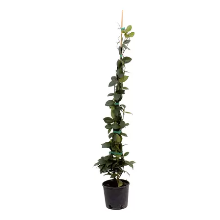 Trachelospermum jasminoides - Toscaanse jasmijn 80-100 cm c2.5 - afbeelding 1