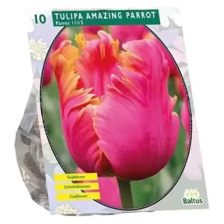 Tulipa Amazing Parrot, Parkiet Per 10