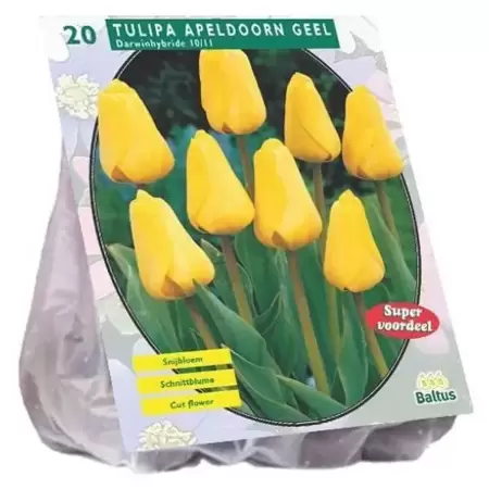 Tulipa Apeldoorn Geel, Darwin Per 20