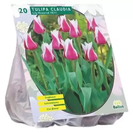 Tulipa Claudia, Leliebloemig Per 20