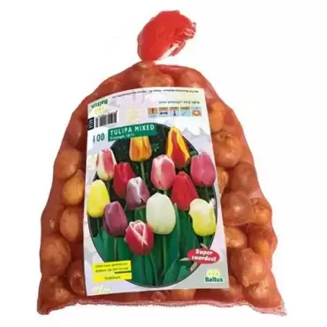 Tulipa Darwin Mix. In Gaasbaal 12/+ Per 100