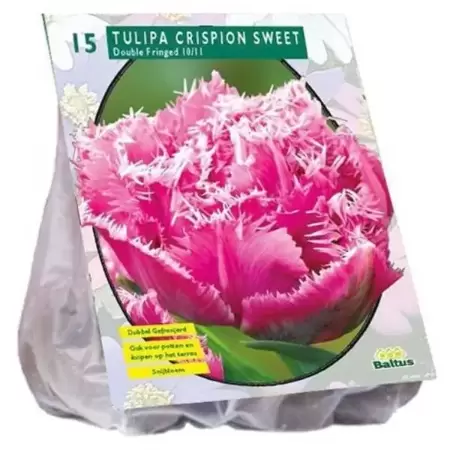 Tulipa Dubbel Gefranjerd Crispion Sweet Per 15