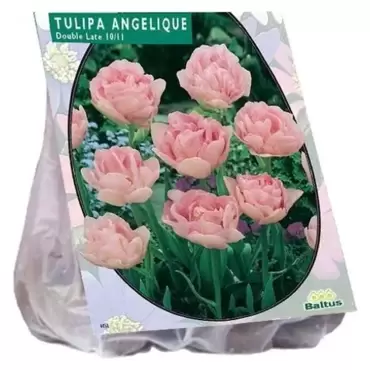 Tulipa Dubbel Laat Angelique Per 20