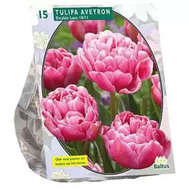 Tulipa Dubbel Laat Aveyron Per 15
