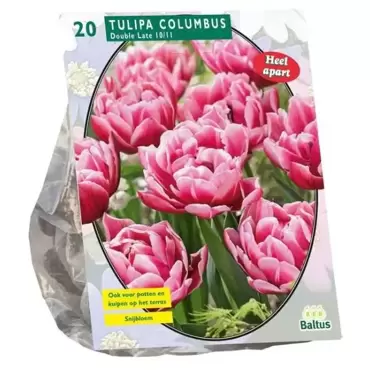 Tulipa Dubbel Laat Columbus Per 20