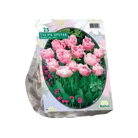 Tulipa Dubbel Laat Upstar per 25