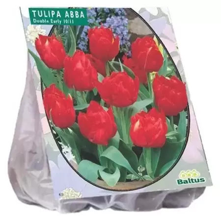 Tulipa Dubbel Vroeg Abba Per 20