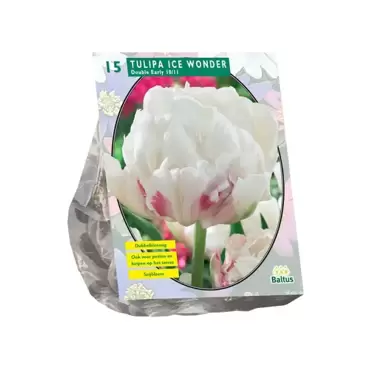 Tulipa Dubbel Vroeg Ice Wonder per 15