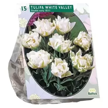 Tulipa Dubbel Vroeg White Valley Per 15