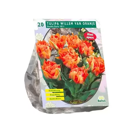 Tulipa Dubbel Vroeg Willem van Oranje per 20