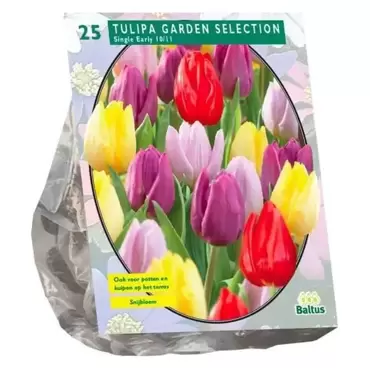 Tulipa Garden Selection Per 25