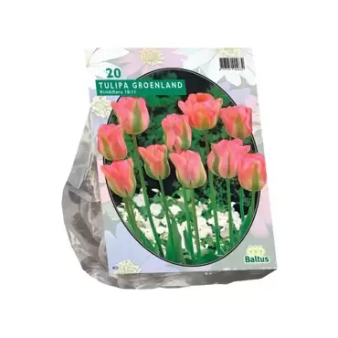 Tulipa Groenland Viridiflora per 20