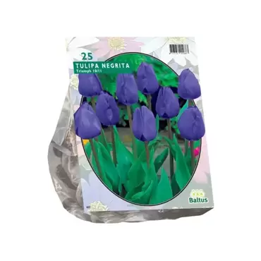 Tulipa Negrita Triumph per 25