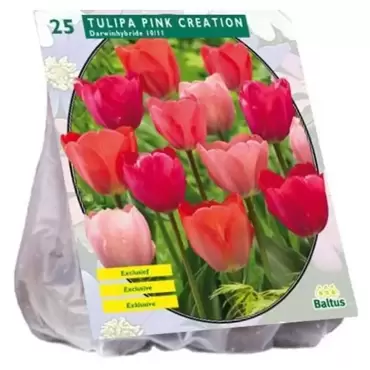 Tulipa Pink Creation Per 25
