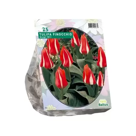 Tulipa Pinocchio Greigii per 25
