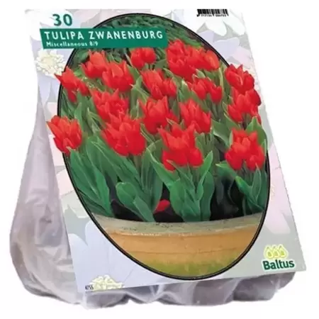 Tulipa Praestans Zwanenburg Per 30