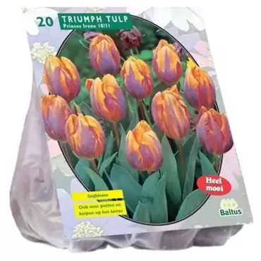 Tulipa Prinses Irene, Triumph Per 20