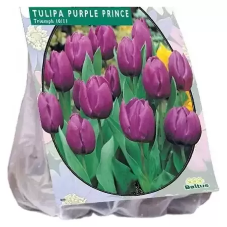 Tulipa Purple Prince, Triumph Per 25