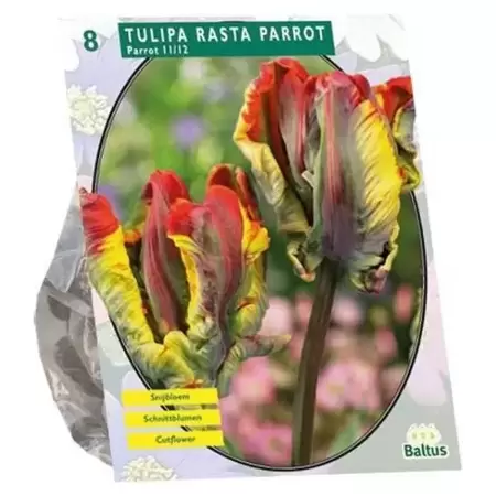 Tulipa Rasta Parrot, Parkiet Per 8