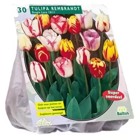 Tulipa Rembrandt Mix Per 30